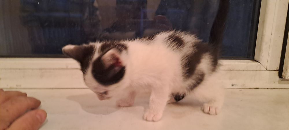 Отдам котят 3 недели