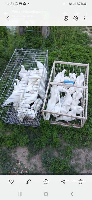 Продам голубей голуби