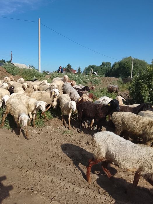 Кой токты сатылады