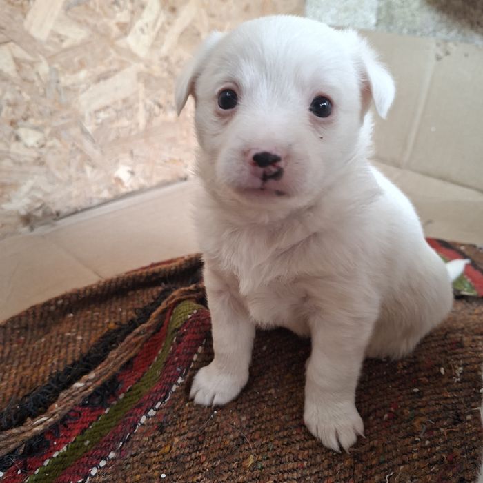 Сладки малки кученца