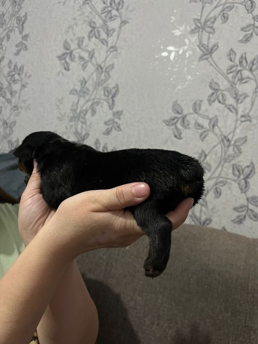 Бронь щенков Ротвейлера