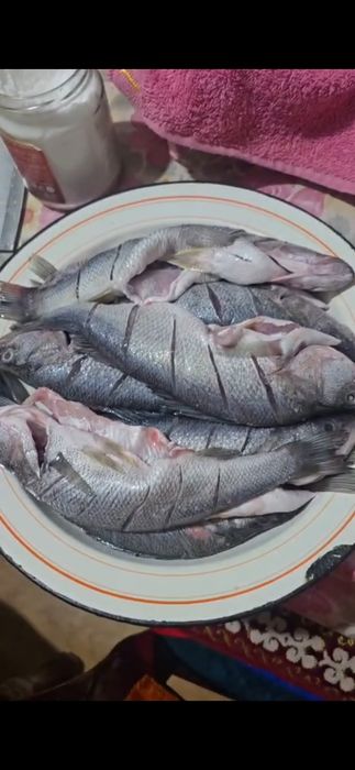 Рыба окунь с Алаколя свежие