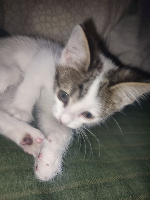 котенок(мальчик) ищет дом