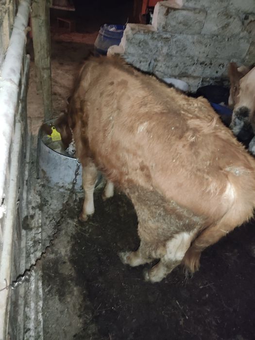 Буаз сиыр сатылады