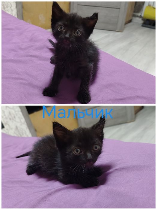 Отдам котят  в добрые руки