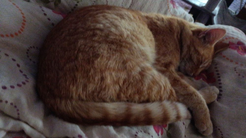 Motan portocaliu pentru adoptie