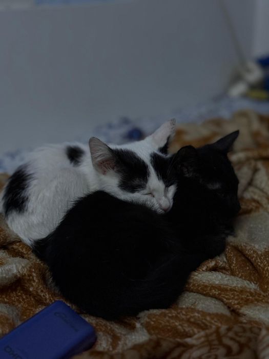 Кошки в добрые руки.