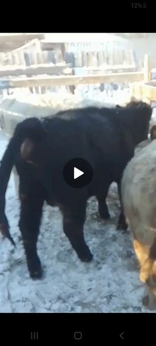 Продам КРС оптом