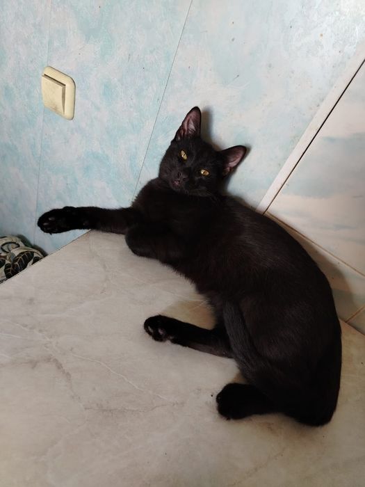 Котёнок ищет семью