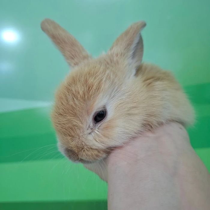 Поступление  карликовых кроликов