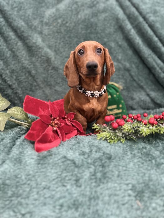 Mascul teckel cu Pedigree Fci