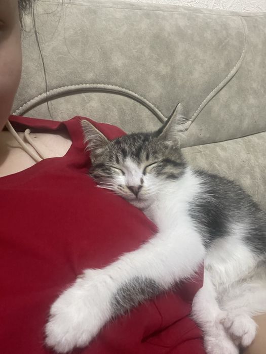 Срочно продается кошка