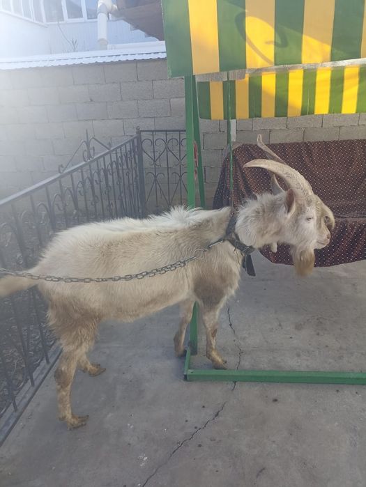 Продаётся козёл .