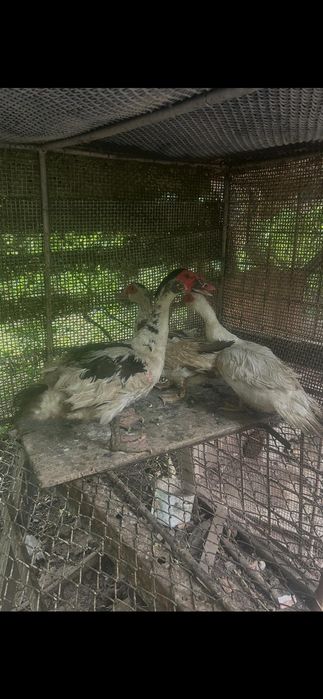 Vând 10 găini de casa și 3 rate mute