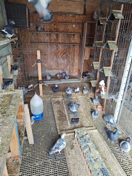 Vând porumbei voiajori