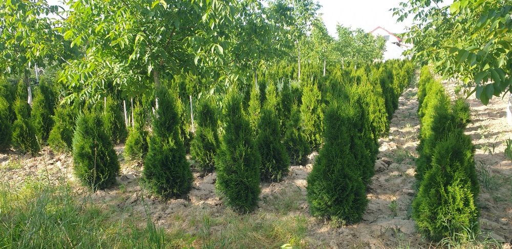 Tuia Smaragd 70-150 cm