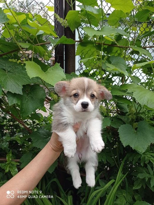 Предлагаю Вельш корги-пемброк!