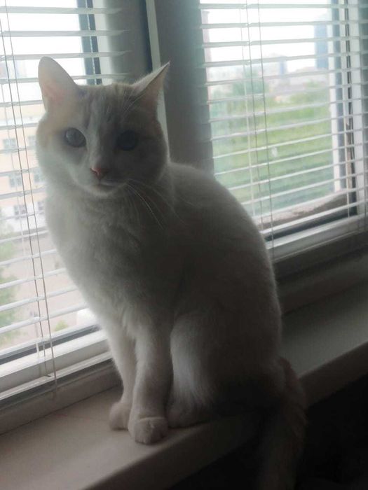 Отдам в добрые руки кошку Еву (помесь)