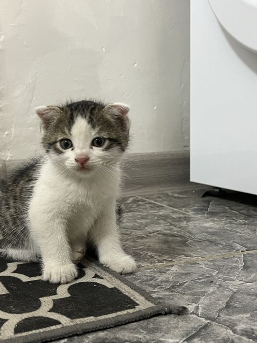 Отдам котят в хорошие руки