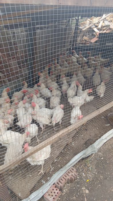 Продам мясо кур тушками