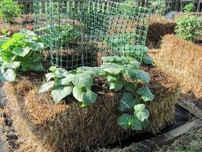 Бали слама за мулчиране, повдигнати лехи. Оборска тор в чувал