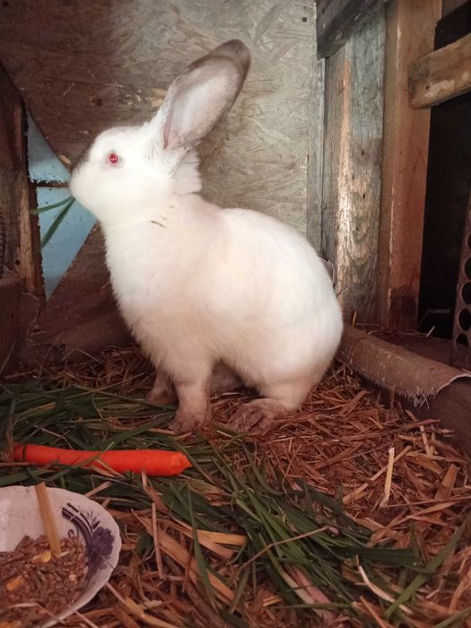 Vând iepuri uriaș de Transilvania