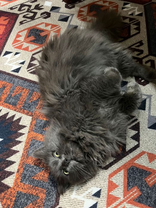 Отдам кота в хорошие руки