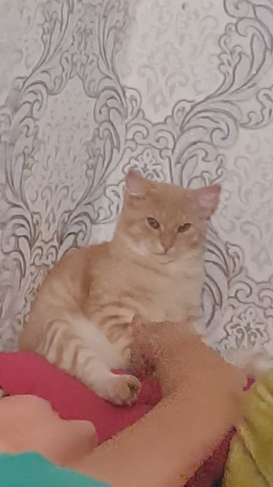 Хромтау, дам кота