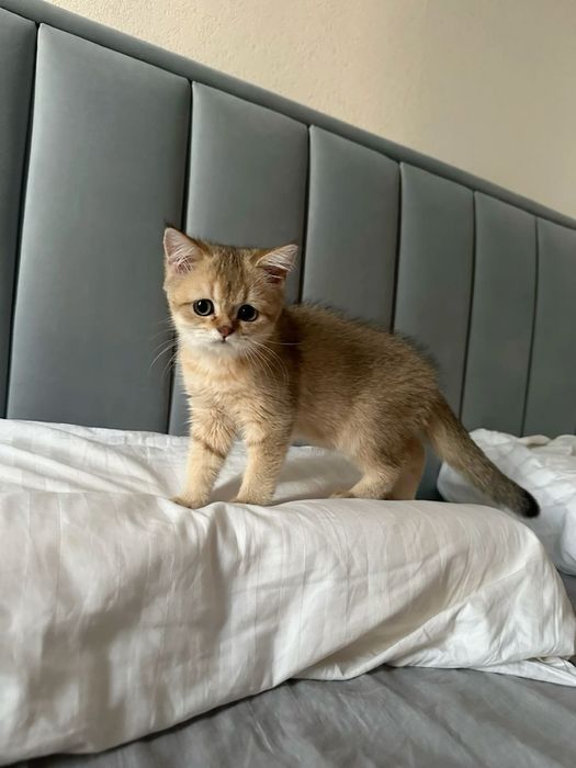 British shorthair băiețel