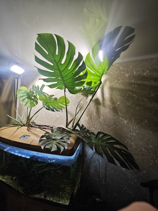 Монстера деликатесная 1шт.