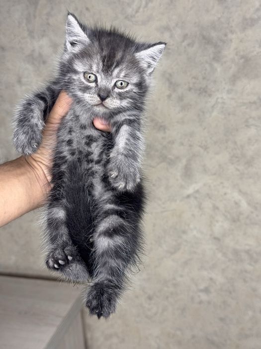 Scottish Fold mushukchalar sotiladi