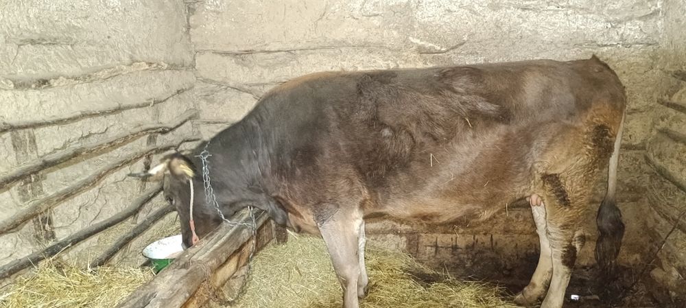 Vaci de vânzare una cu vițel cealaltă gestantă