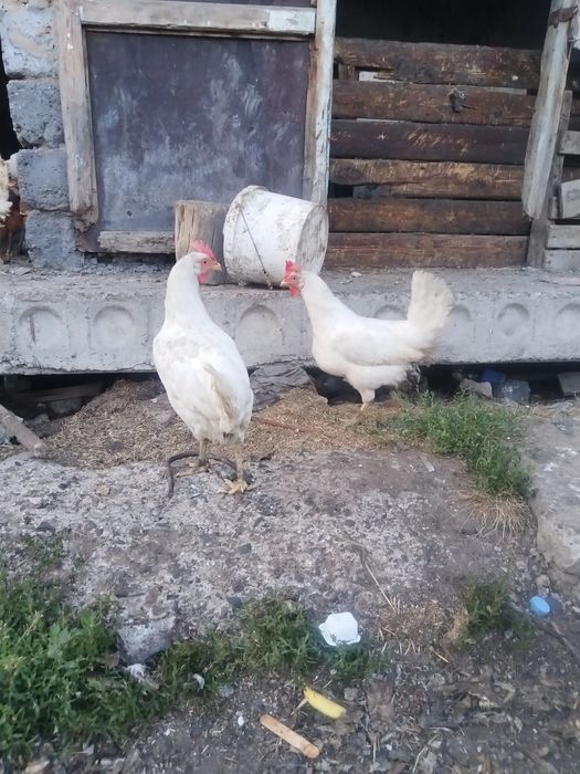 Продам несушек куры