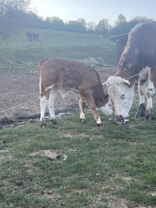 Vand vitel baltat