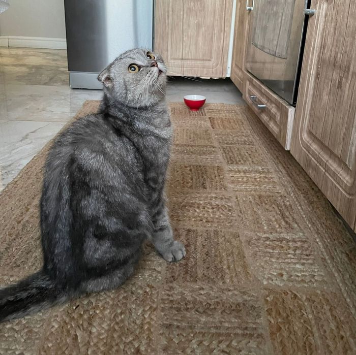 Отдам котика шотландца в добрые руки