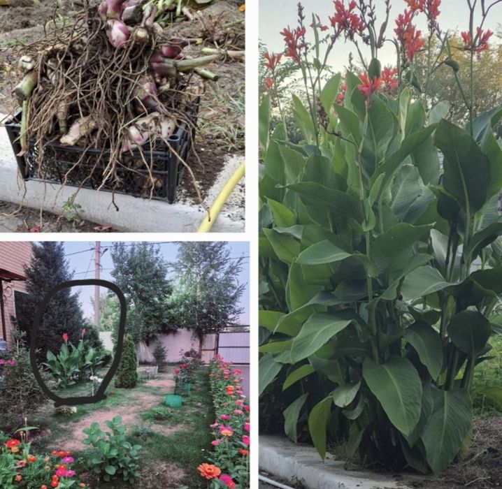 Продам клубни Канн и семена Циний