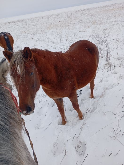 Продам сатам жеребца