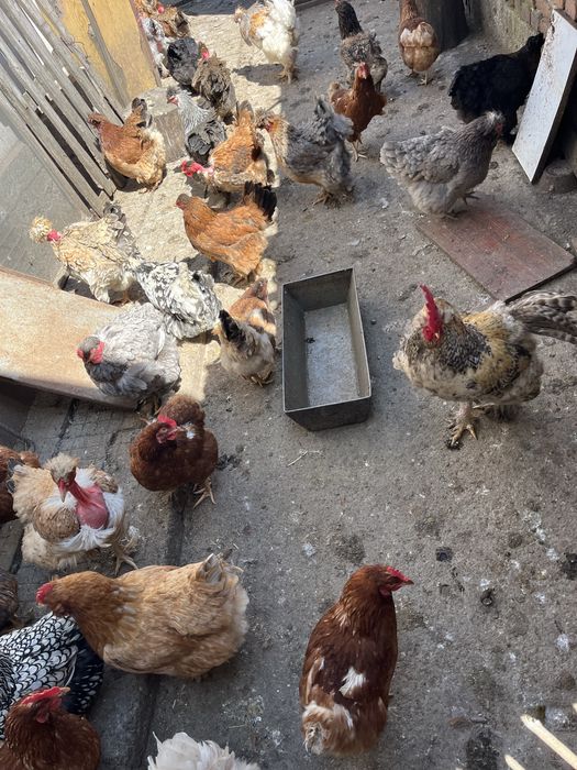 Млади домашни кокошки