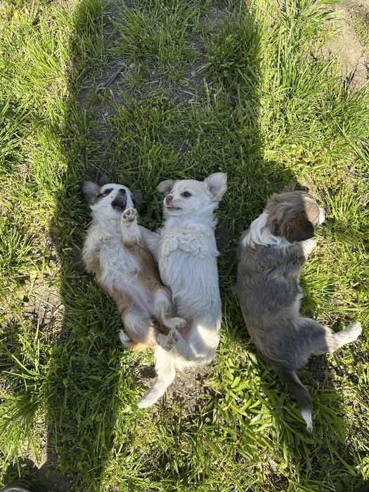 Кученца чихуа-хуа за повече информация на лично или на тел: 0887890080