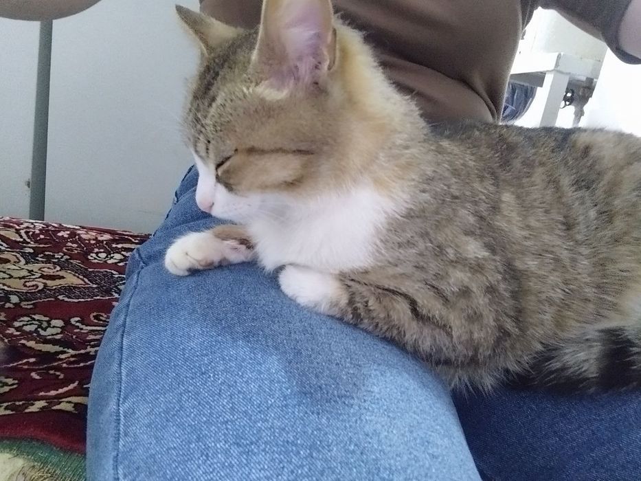 Котик бесплатно в добрые руки
