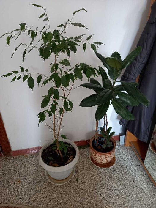 Продам комнатные цветы.