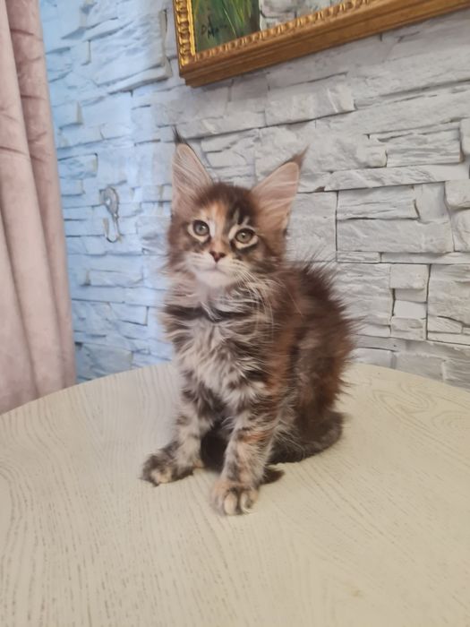Мейн-кун котята чистопородные
