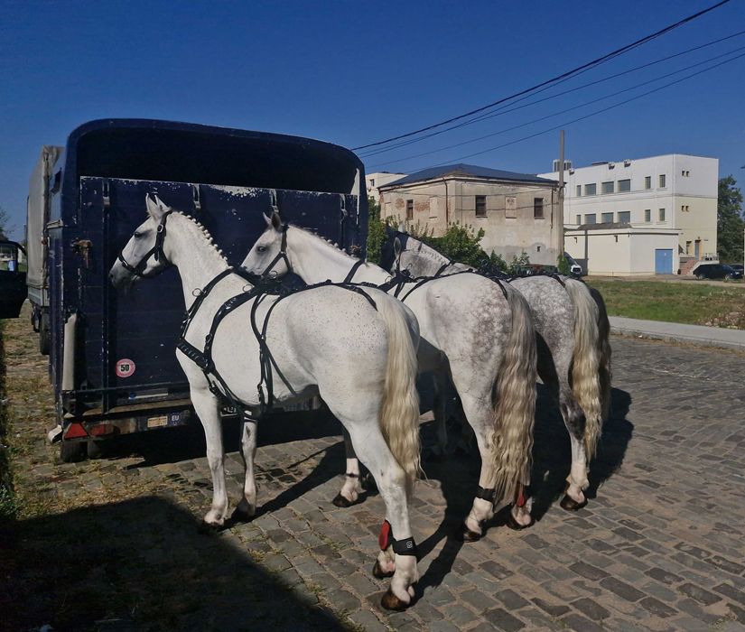Trasura Nunta Mireasa Cai Foto Video