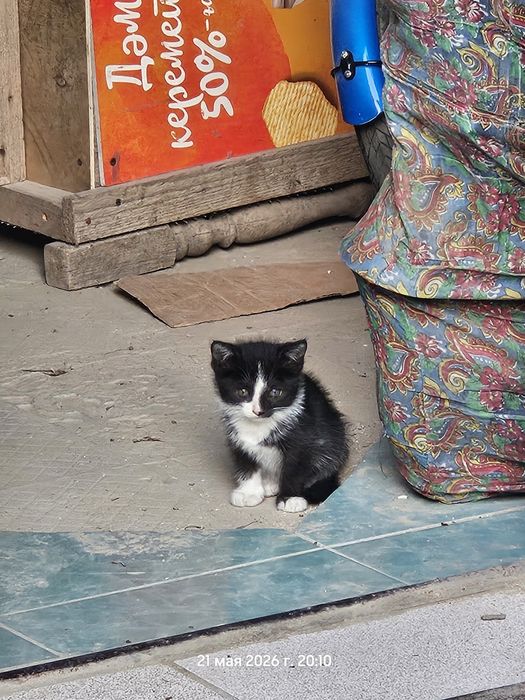 Котята (девочки)