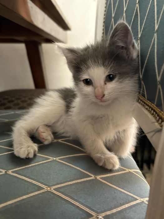 Котята ищут дом Алматы