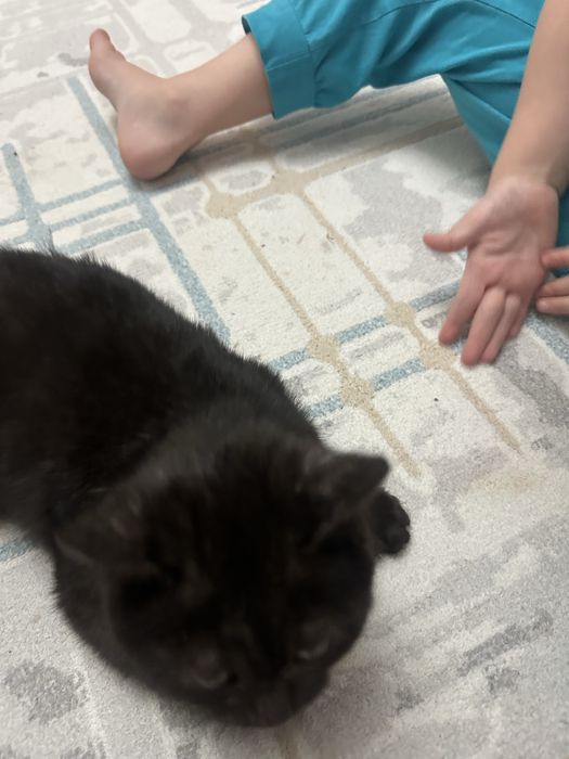 Котеноек прям в добрые руки