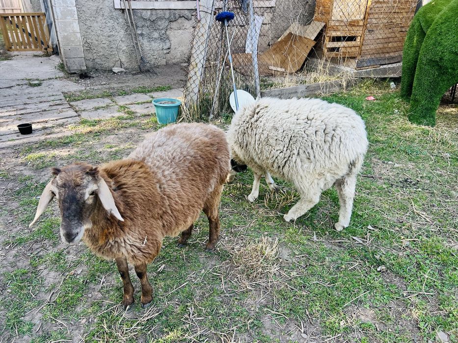 Баран и овца  домашние