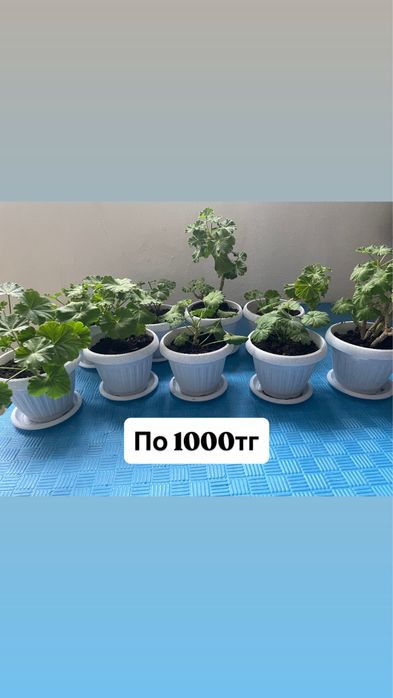 Комнатные цветы….