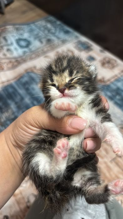Отдам котят в добрые руки
