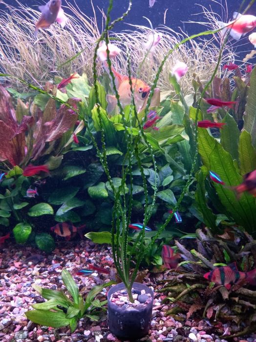 Растение Кринум Волнистый